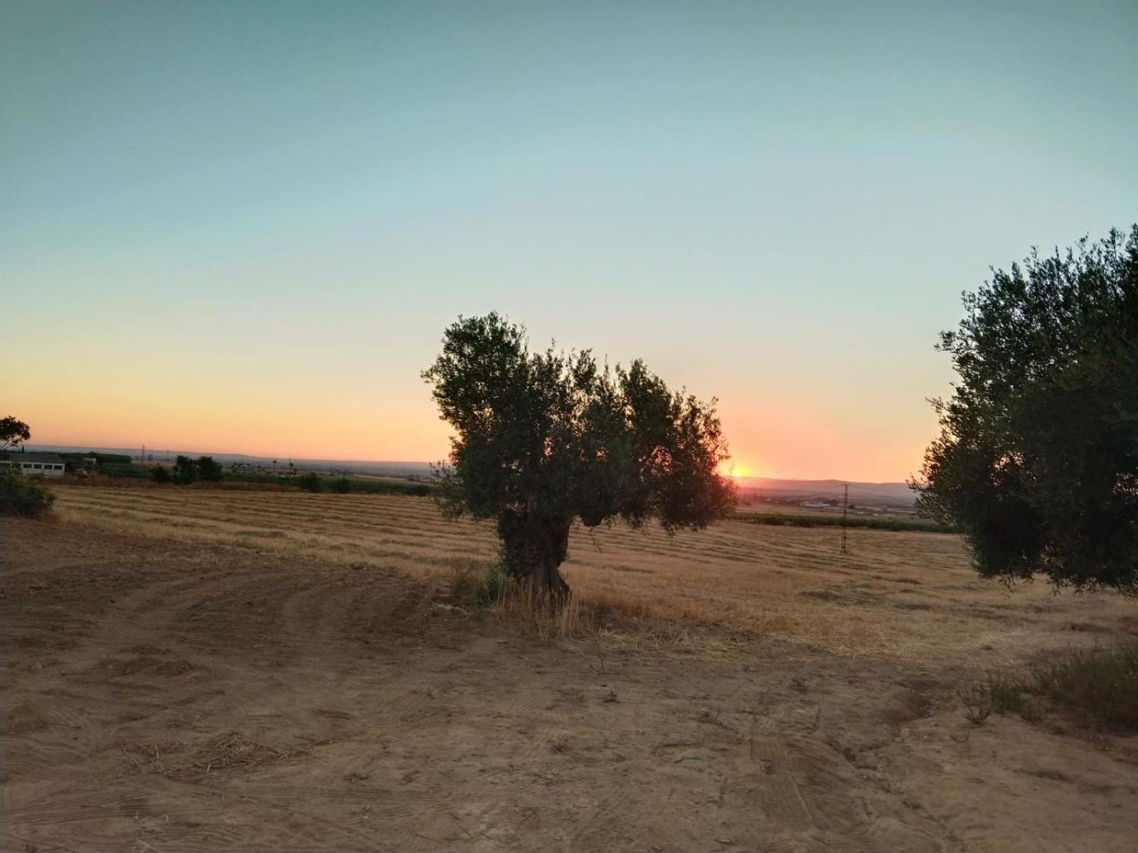 Casa Rural Cerro Campon Кармона Екстериор снимка